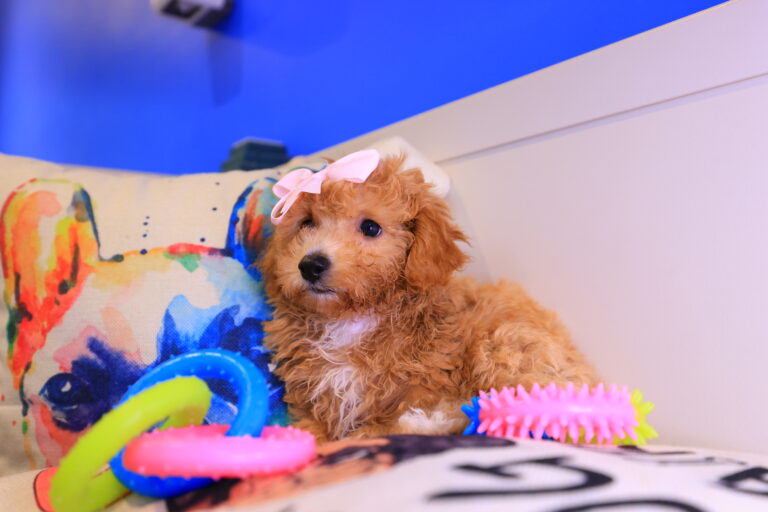 Clementina Toy Poodle 03
