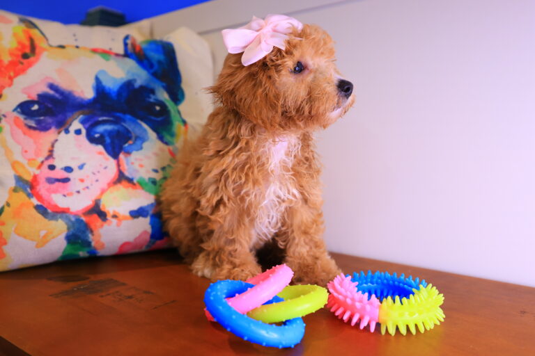 Clementina Toy Poodle Video