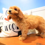 Holly Miniature Goldendoodle 02