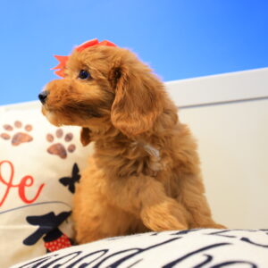 Holly Miniature Goldendoodle 03