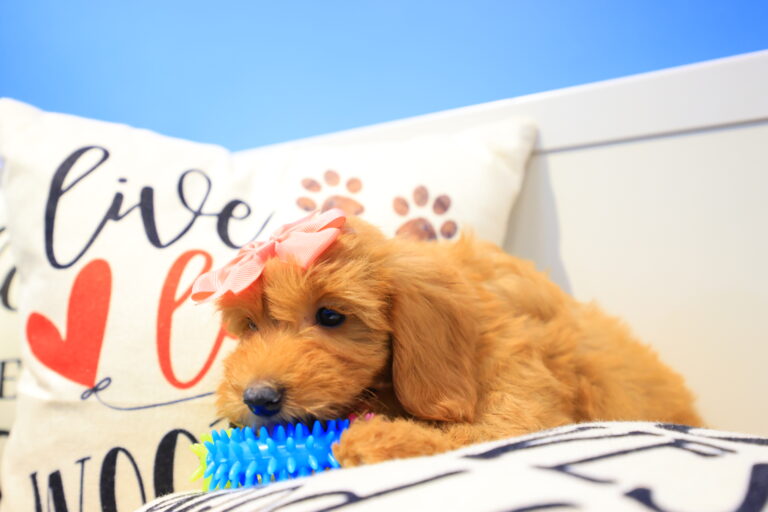 Holly Miniature Goldendoodle 05