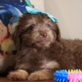 Evelyn Aussiedoodle 03