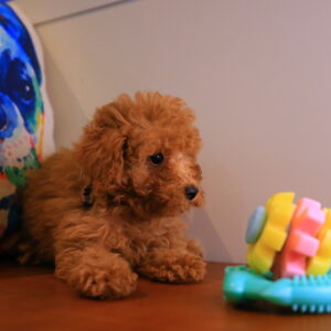 Leo Toy Poodle Video