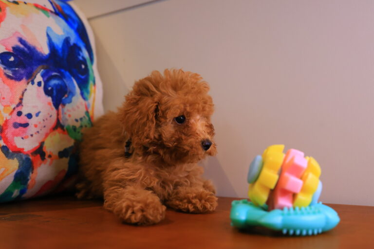 Leo Toy Poodle Video