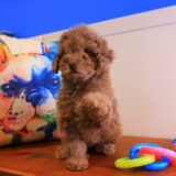 Salley Miniature Poodle Video
