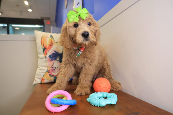 Rosy Goldendoodle 01