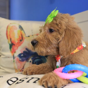 Rosy Goldendoodle 02