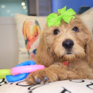 Rosy Goldendoodle 03