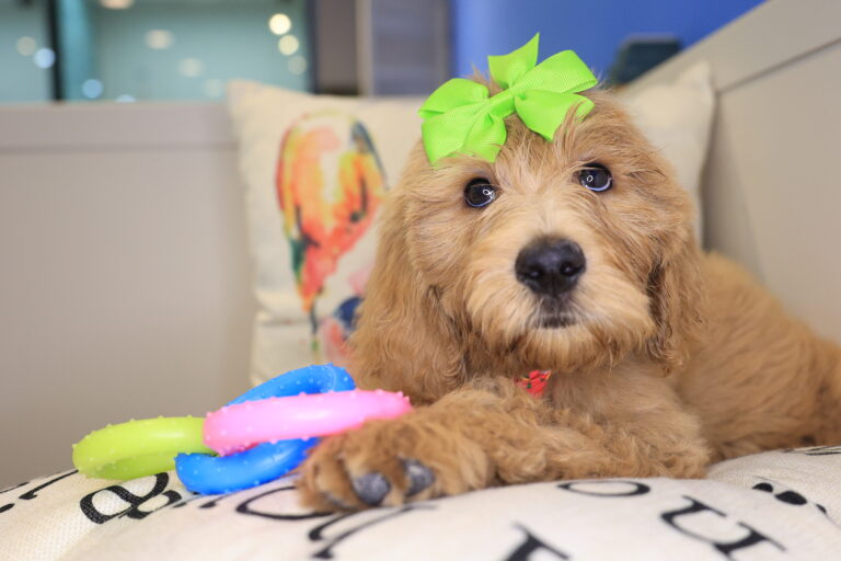Rosy Goldendoodle 03