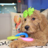 Rosy Goldendoodle 04