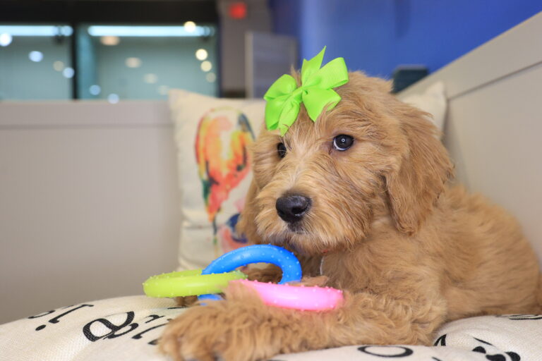 Rosy Goldendoodle 04
