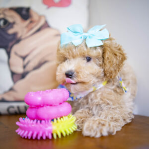 Bliss Toy Poodle 01