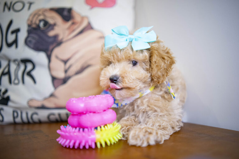Bliss Toy Poodle 01