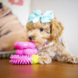 Bliss Toy Poodle 02