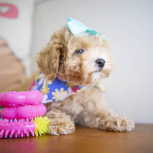 Bliss Toy Poodle 03