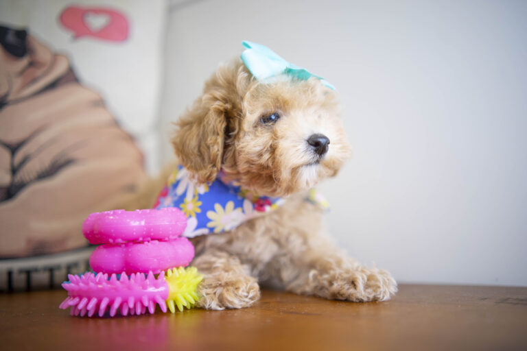 Bliss Toy Poodle 03