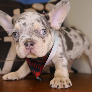 Alfred French Bulldog 01