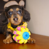 Kylie Miniature Dachshund 01