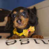 Kylie Miniature Dachshund 02