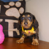 Kylie Miniature Dachshund 03