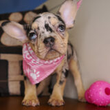 Mulan French Bulldog 02