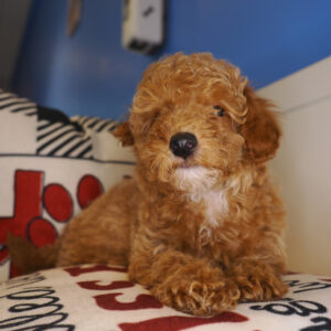 Courtney Toy Poodle 01