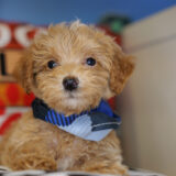 Alfur Maltipoo 01