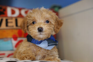 Alfur Maltipoo 01