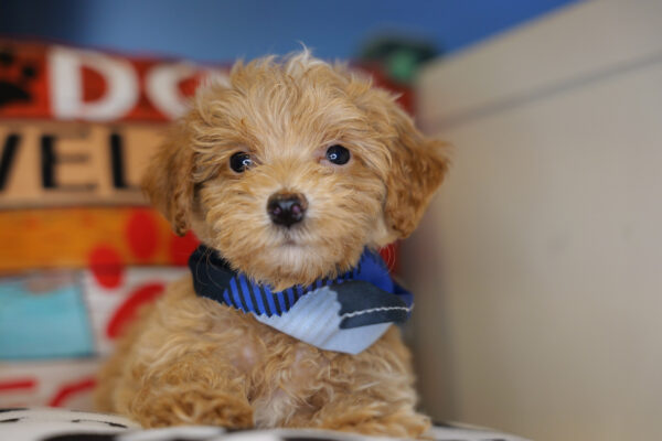 Alfur Maltipoo 01