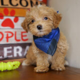 Alfur Maltipoo 03