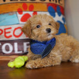 Alfur Maltipoo 04