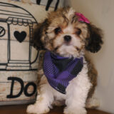 Isona Cavachon 02