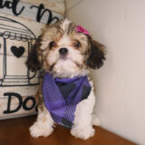 Isona Cavachon 03