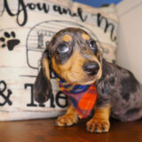 Jordi Miniature Dachshund 01