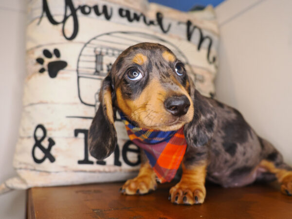 Jordi Miniature Dachshund 01