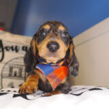 Jordi Miniature Dachshund 02