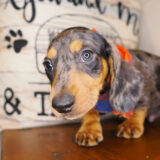 Jordi Miniature Dachshund 03