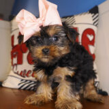 Julia Yorkshire Terrier 01