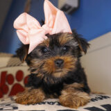 Julia Yorkshire Terrier 03