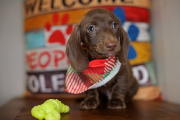 Korin Miniature Dachshund 01