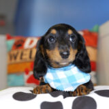 Vernon Miniature Dachshund 01