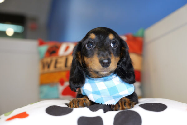 Vernon Miniature Dachshund 01