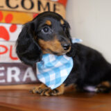 Vernon Miniature Dachshund 02