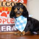 Vernon Miniature Dachshund 03