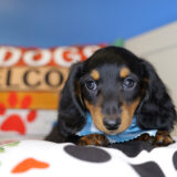 Vernon Miniature Dachshund 04