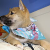 Aruba Shiba Inu 02