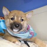 Aruba Shiba Inu 04