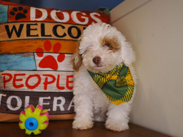 Hachiko Miniature Poodle 01