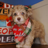 Hitoshy Miniature Poodle 02