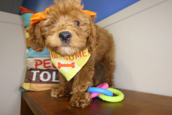 Juniper Miniature Goldendoodle 01